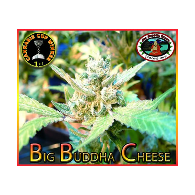 Big Buddha Cheese - Big Buddha Seeds
