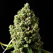 Critical Kush - Barneys Farm Critical Kush - Barneys Farm