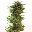 Amnesia Lemon - Barneys Farm