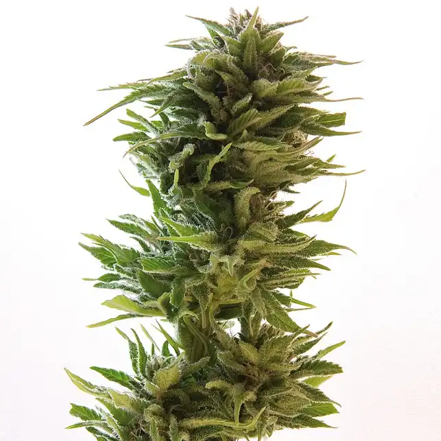 Amnesia Lemon Barney´s Farm - Barneys Farm