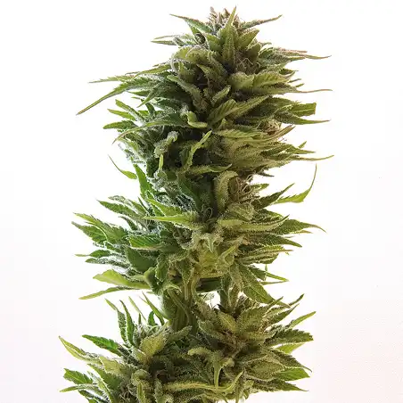 Amnesia Lemon - Barneys Farm