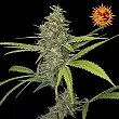 G13 Haze Barneys Farm 1