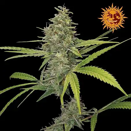 G13 Haze Barneys Farm 1