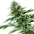 Power Flower 1 - Royal Queen Seeds