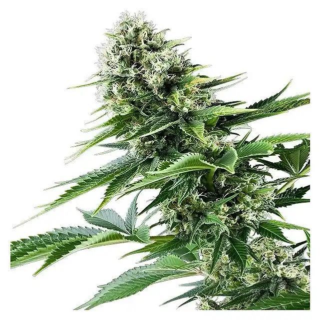 Power Flower 1 - Royal Queen Seeds