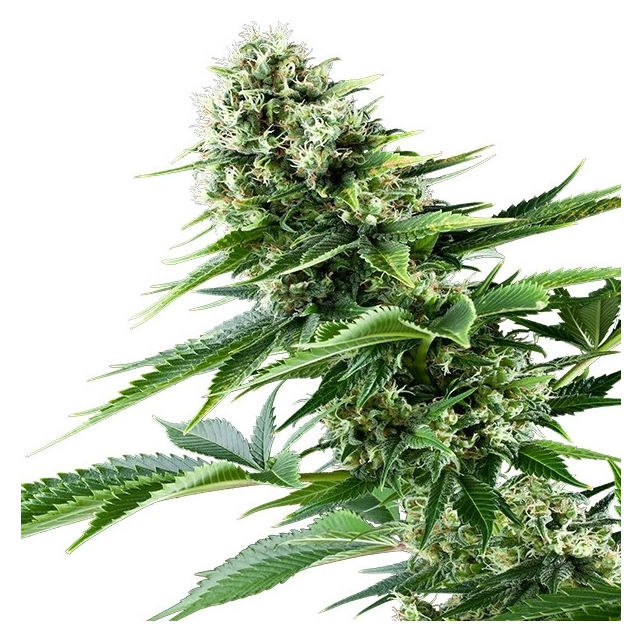 Power Flower