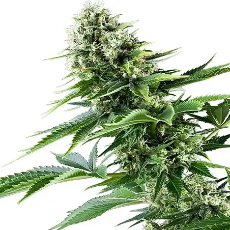 Power Flower 1 - Royal Queen Seeds