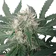 Royal Bluematic Auto 1 - Royal Queen Seeds