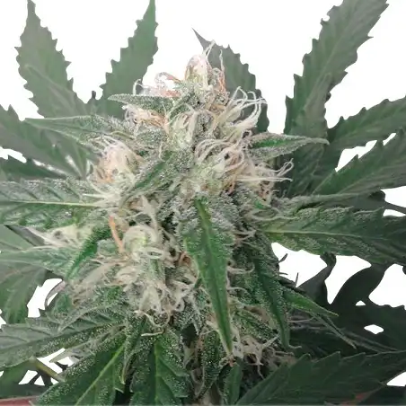 Royal Bluematic Auto 1 - Royal Queen Seeds