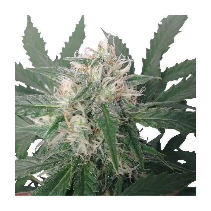 Royal Bluematic Auto 1 - Royal Queen Seeds