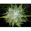 Royal Bluematic Auto - Royal Queen Seeds