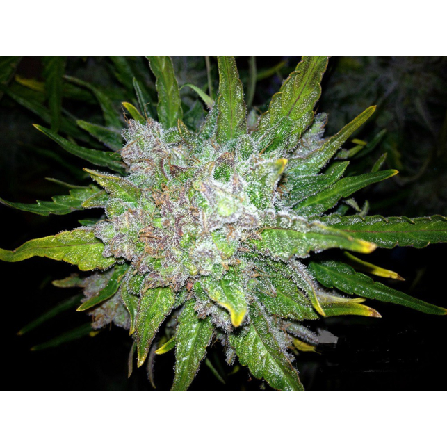 Royal Bluematic Auto 1 - Royal Queen Seeds