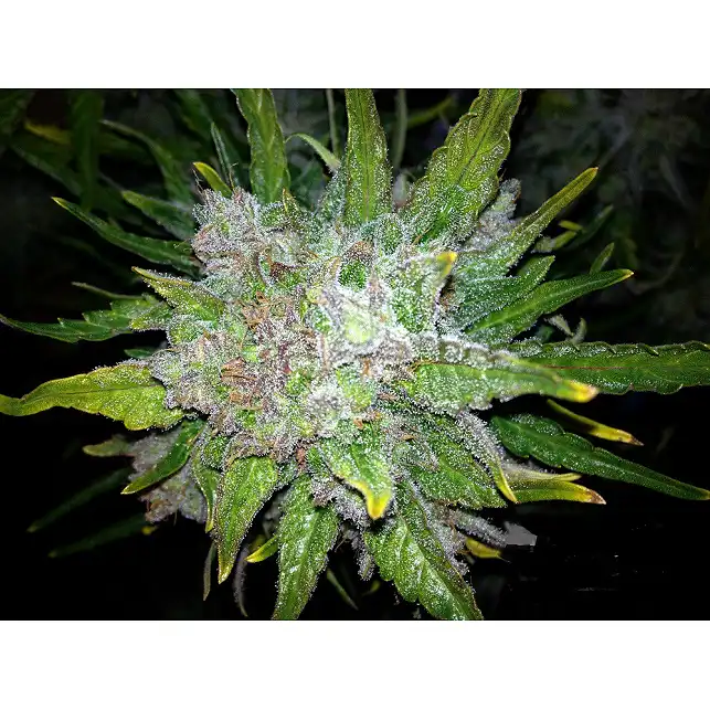 Royal Bluematic Auto - Royal Queen Seeds