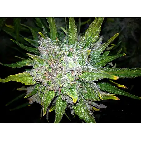 Royal Bluematic Auto - Royal Queen Seeds