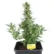 Royal Dwarf - Royal Queen Seeds