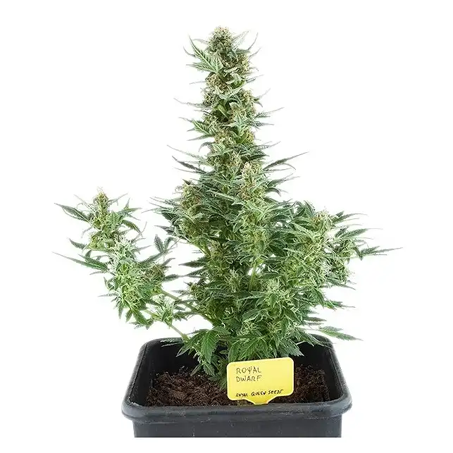 Royal Dwarf - Royal Queen Seeds