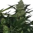 Royal Ak Auto - Royal Queen Seeds