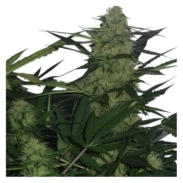 Royal Ak Auto - Royal Queen Seeds