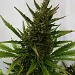 Royal Ak Auto 1 - Royal Queen Seeds