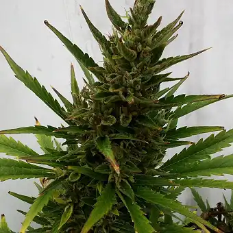 Royal Ak Auto 1 - Royal Queen Seeds