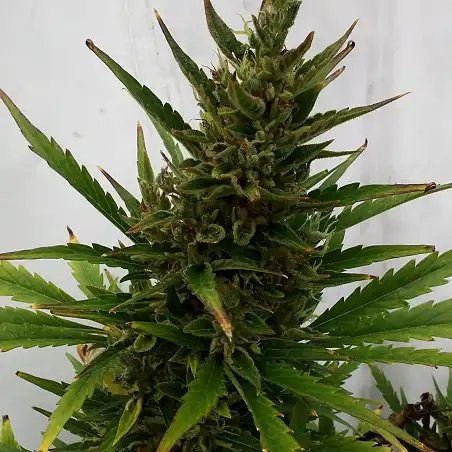 Royal Ak Auto 1 - Royal Queen Seeds