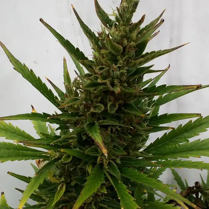 Royal Ak Auto 1 - Royal Queen Seeds