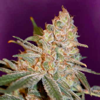 Black Diesel Advanced Seeds