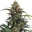 Strawberry Cough - Dutch Passion