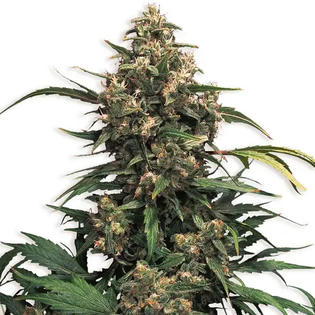 Strawberry Cough - Dutch Passion