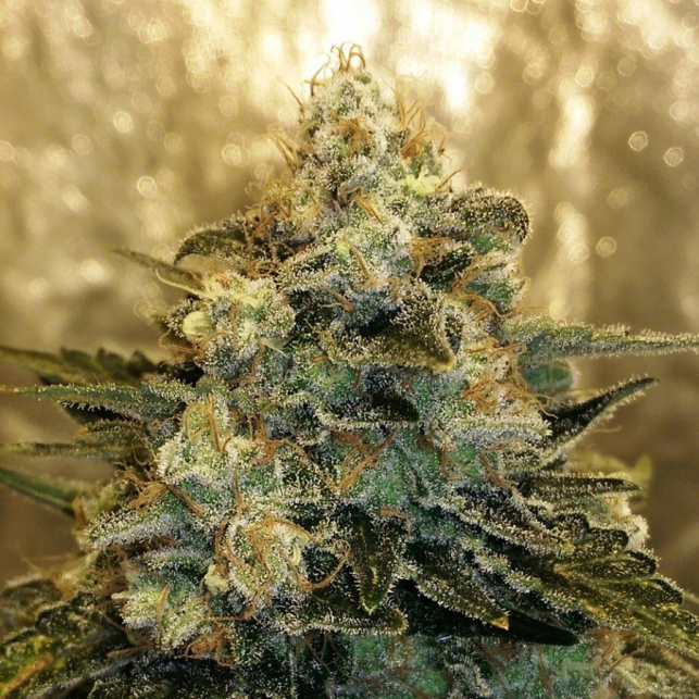 Bubble Bomb Bomb Seeds 1