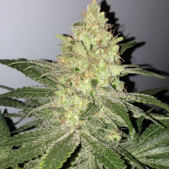 Bubble Bomb Bomb Seeds 1