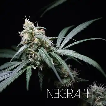 Negra 44 1 - R-Kiem Seeds