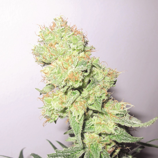 Y Griega CBD 1