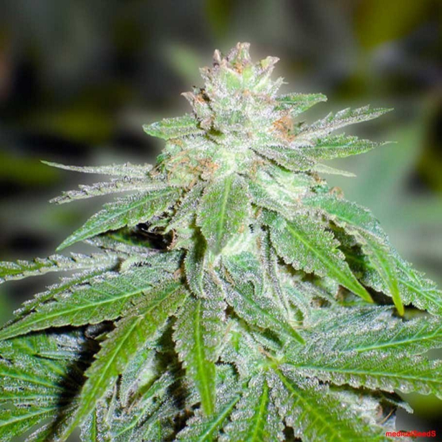 Y Griega CBD 1