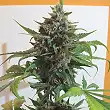 Mendocino Purple Kush 1 - Medical Seeds