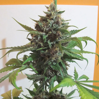 Mendocino Purple Kush