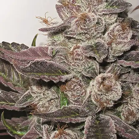 Mendocino Purple Kush - Medical Seeds