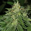 SAGE 1 - TH Seeds