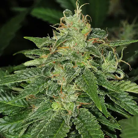 SAGE 1 - TH Seeds