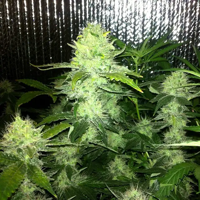 Lemon Thai Kush 1 - Humboldt Seeds Lemon Thai Kush 1 - Humboldt Seeds
