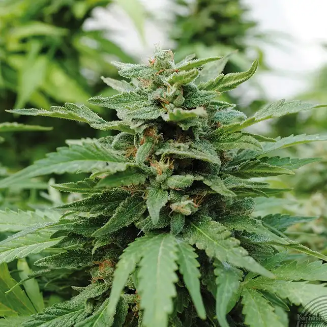 Karibbean Mango/Karibeña - Kannabia