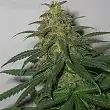 Skunk  1 Dutch Passion
