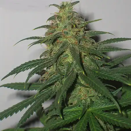Skunk  1 Dutch Passion