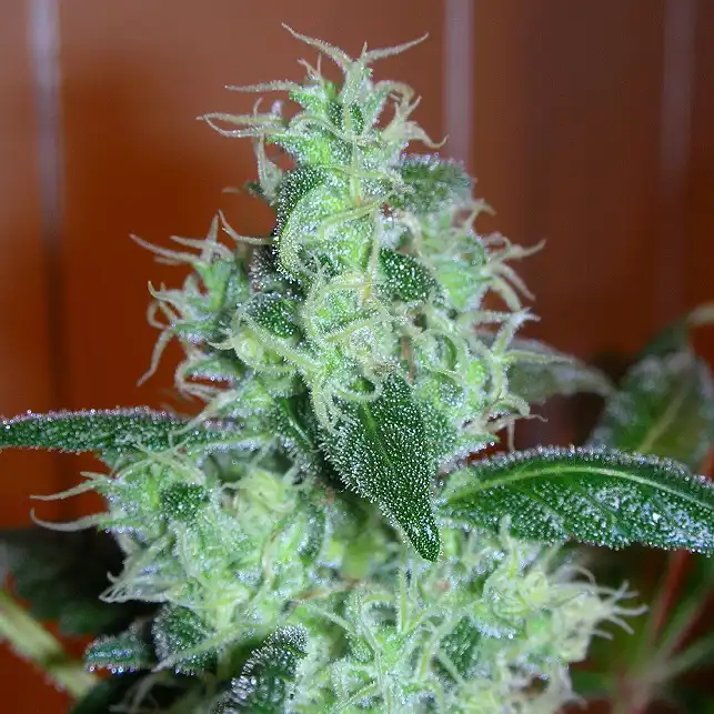 Skunk  1 Dutch Passion 1