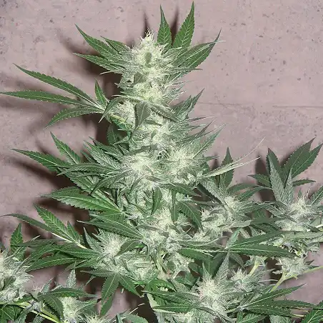 Euforia - Dutch Passion