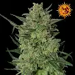 LSD Barneys Farm