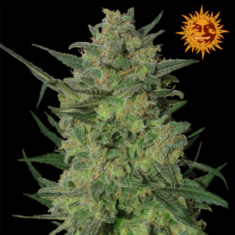 LSD Barneys Farm