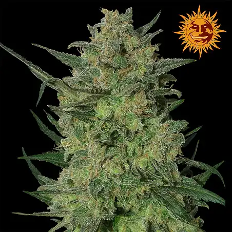 LSD Barneys Farm