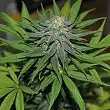 Pineapple Express Barneys Farm