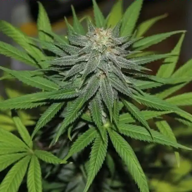 Pineapple Express Barneys Farm